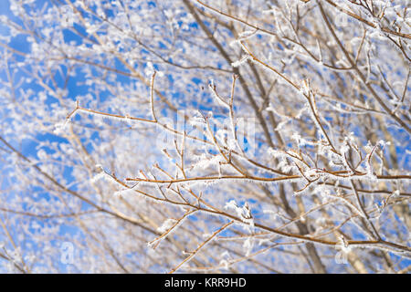 Maple tree branches covered with hoar frost. Stock Photo