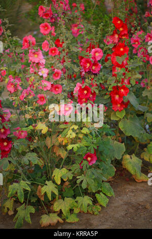Alcea is a genus of about 60 species of flowering plants in the mallow family Malvaceae, commonly known as the hollyhocks Stock Photo