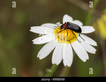 The Cereal Leaf Beetle (Oulema melanopus) is a significant crop pest, discovered by Carl Linnaeus in 1758. Stock Photo