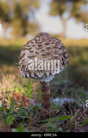 Edible excellent, being a very popular mushroom. Stock Photo