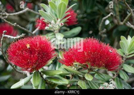 The pohutukawa (Metrosideros excelsa) with its crimson flower has become an established part of the New Zealand Christmas tradition, a  symbol for New Stock Photo