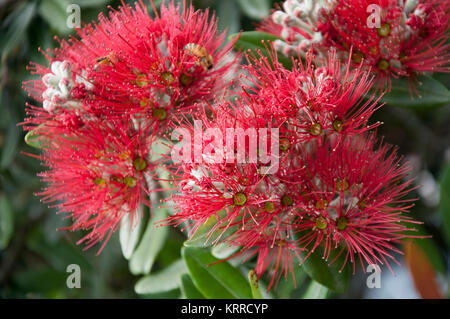 The pohutukawa (Metrosideros excelsa) with its crimson flower has become an established part of the New Zealand Christmas tradition, a  symbol for New Stock Photo