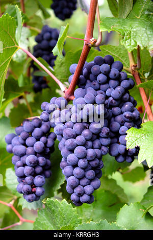 Ripe blue wine grapes on the vine, Marlenheim, Alsace wine route, France Stock Photo