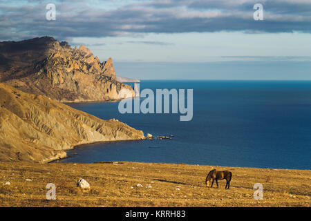 Peaceful landscape with horse in sunset light Stock Photo