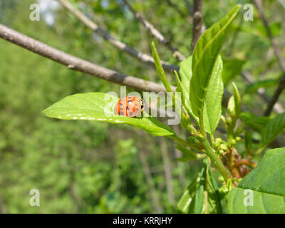 ladybird on a branch Stock Photo