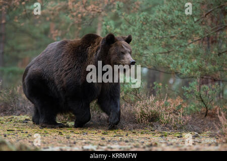 European Brown Bear / Europäischer Braunbaer ( Ursus arctos ) young adult, strong and powerful, running fast along the edge of a boreal forest, Europe Stock Photo