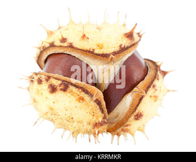 open chestnut Stock Photo