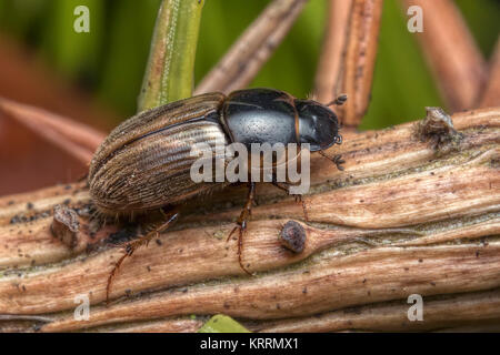 Aphodius Dung Beetle Stock Photo Alamy