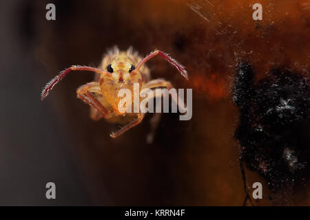 Globular Springtail (Dicyrtomina saundersi) stuck on the sticky bud on a branch of a Horse Chestnut tree. Cahir, Tipperary, Ireland. Stock Photo