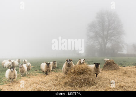 A flock of sheep in a foggy day Stock Photo