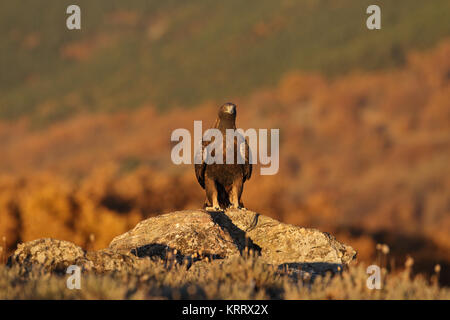 Golden eagle fly Stock Photo