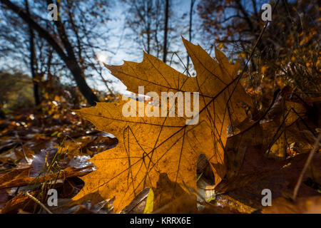 Tanzende Blätter im Herbst bei langer Belichtung, buntes Herbstlaub und deren Wanderung auf einem See, blauer Himmel und bunter Herbst am Wasser Stock Photo