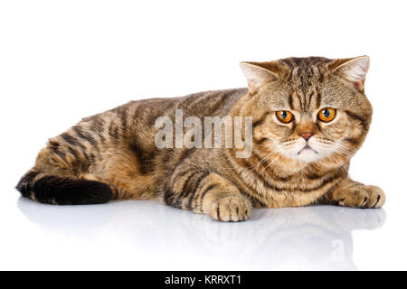 Purebred Scottish Straight Male Cat Lying on Isolated white Background Stock Photo