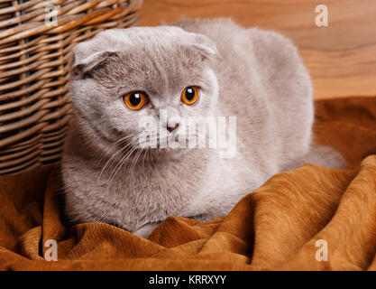 gray cat with yellow eyes Scottish Fold Stock Photo