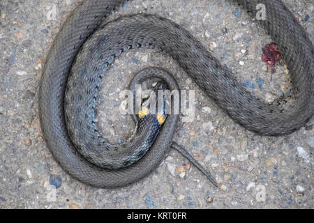 The dead snake. The dead, crushed by the machine Grass snake. Non-poisonous snake Stock Photo