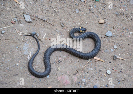 Grass snake, crawling along the ground. Non-poisonous snake. Frightened by the Grass snake Stock Photo