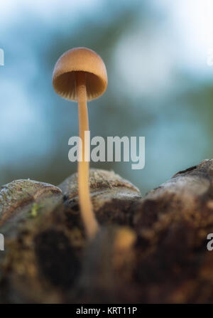 Mycena seynesii. Mushroom on a pine cone. Stock Photo