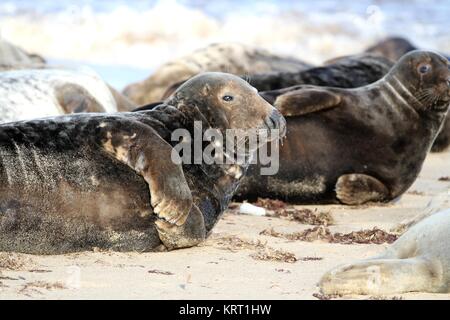 Grey Seals laying on the beach Stock Photo