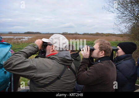 Group of people watching the starling murmuration as the birds come in to roost at night at RSPB Ham Wall, Avalon Marshes, Somerset, England. Stock Photo