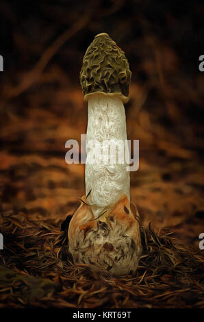 Mushroom - Common Stinkhorn - Phallus Impudicus Stock Photo