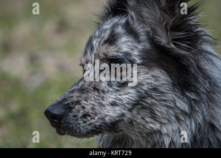 Speckled Dog Face Stock Photo
