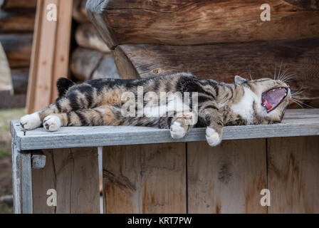 Yawning Cat Stock Photo
