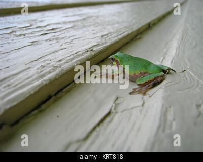Small green tree frog rests on a painted wooden surface Stock Photo