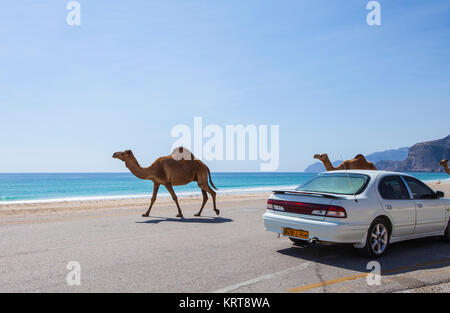 Al Mughsayl, Oman - January 10 : Camels being driven to pastures, accompanied by their owner in the truck. Jan 10, 2016. Stock Photo