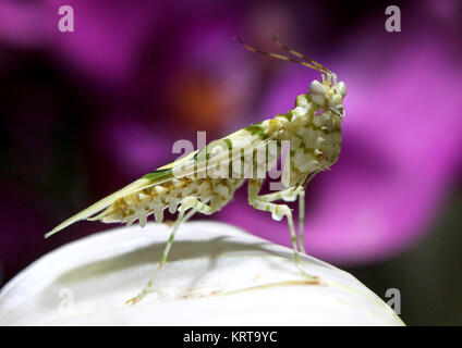 East African Spiny flower mantis (Pseudocreobotra wahlbergi) walking