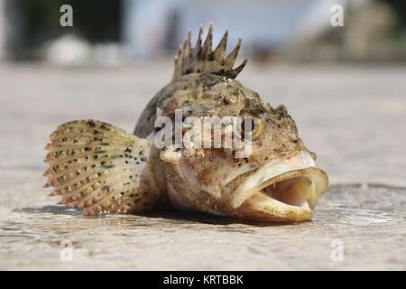 Fished gouper and baked in the water Stock Photo