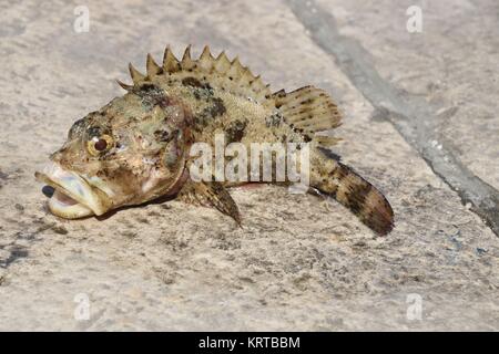 Fished gouper and baked in the water Stock Photo
