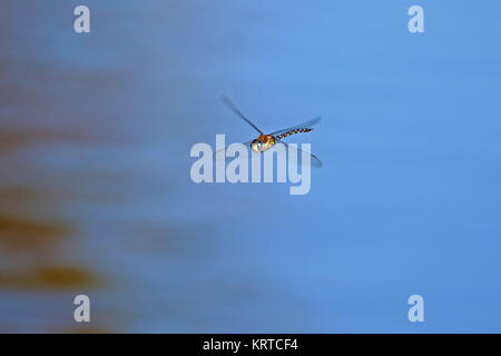 Emperor dragonfly Latin name Anax Imperator in mid flight and close up in Portonovo province of Ancona Italy Stock Photo