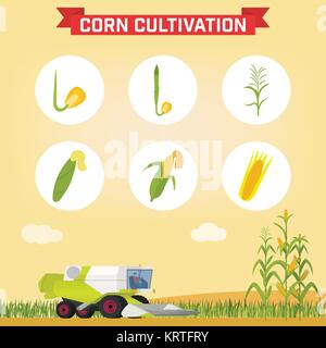 Infographics the growing corn. Growth stages from seed to adult plant. Combine for harvesting corn in the field. Vector illustration Stock Vector