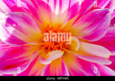 Macro of a backlit Pink Dahlia flower with white stripes and a yellow, orange center illuminated by sunlight. Stock Photo