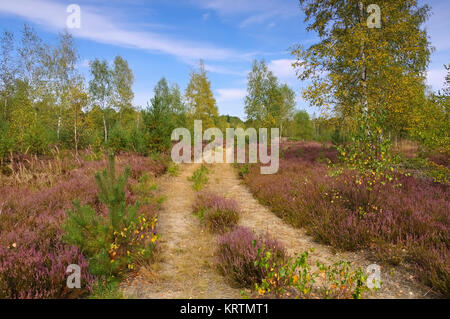 blühende Heidelandschaft im Spätsommer mit Wanderweg - Heath landscape with flowering Heather, Calluna vulgaris and hiking path Stock Photo