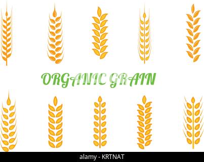 Set of simple wheats ears icons and wheat design elements for beer, organic wheats local farm fresh food, bakery themed wheat design, grain, beer elem Stock Vector