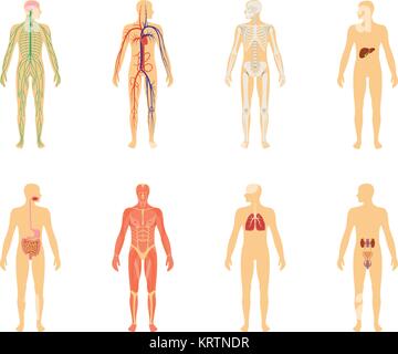 Human anatomy. Set of vector illustration isolated on white background. Human body structure skeleton and circulatory vascular system. Stock Vector