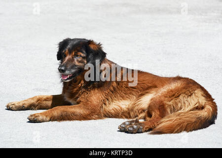 Portrait of Street Dog Stock Photo