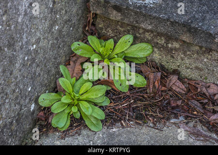 Two small pre-flowering Lamb's Lettuce plants. To some a garden weed, to others a foraged food. Stock Photo