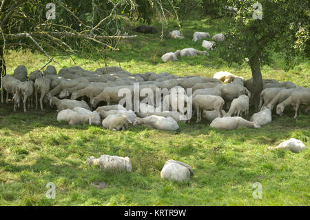 sheep in the obsthof Stock Photo