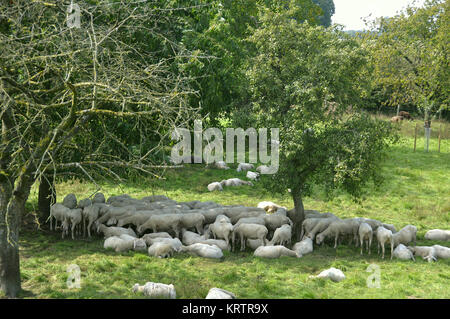 sheep in the obsthof Stock Photo