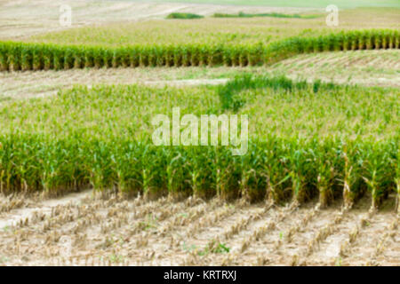 collection corn crop, close-up Stock Photo