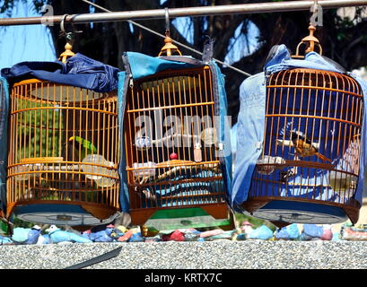 A street vendor sells birds in traditional bamboo cages Stock Photo