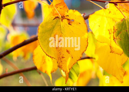 yellowing leaves on the trees Stock Photo