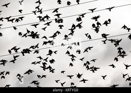 birds flying in the sky Stock Photo