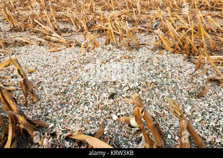 mature corn crop Stock Photo