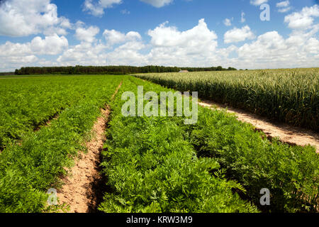 mature corn crop Stock Photo