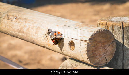 Butterfly posed on a log in the forest Stock Photo