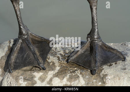 Close up of feet of Canada goose standing on rock on lake shore Stock Photo