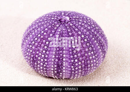 sea shell of violet sea urchin lying on the sand, close up Stock Photo